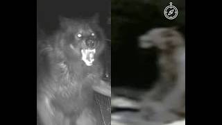 Trail Cam Footage Captures SCARY Cryptid Creatures!