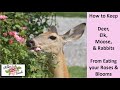 🌹 Deer Eating Roses? Organically Deter Deer, Rabbits, Elk and Moose