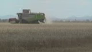 Crimean farmer etches Z symbol onto his wheat field