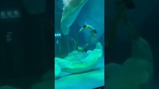 Beluga Whale 🐳 Amazing Dancing Trick | Cute | Awesome | Whales | Trick | Shorts