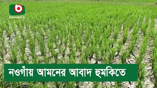 নওগাঁয় আমনের আবাদ হুমকিতে