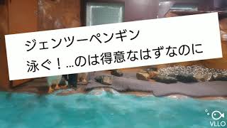 ジェンツーペンギン絶対に泳ぎたくない！と言う決心が面白すぎる