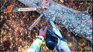 Holzfällen mit Stihl 400 c Ported