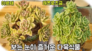 보는눈이 즐거운 다육식물 아르제\u0026레몬로즈금(Echeveria arje\u0026Echeveria 'Lemon Rose')