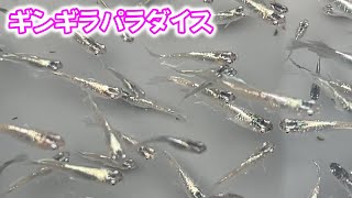 【めだか】ラメラメギラギラの魚群が流れると良いことあるかも。Ｂ型おやじ