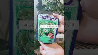 🍀成長が緩やかに？秋の肥料選びのコツ🍀【☘Life with Houseplant】10-2