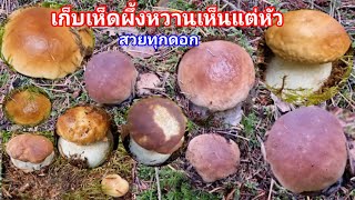 เก็บเห็ดผึ้งหวานดอกโผล่ดินรวมสวยทุกดอก Mushroom Sweden Karljohan svamp Porcini