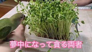 セキセイ先輩とコザクラ後輩が豆苗の森を取り合う(o・ω・o)