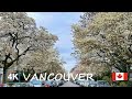 [4K] Downtown Vancouver's Magnolia Magic | Kitsilano Beach | York and Yew Street | BC Canada