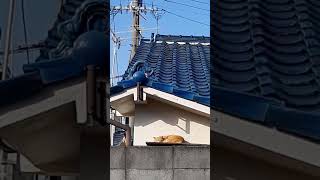 ただの親バカこはむぎ日記　 #shorts 　 #猫 　 #こはむぎ日記