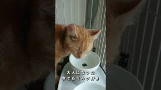 【仔猫】ミルクに夢中　Kitten, crazy about milk　#cat #猫 #shorts