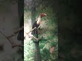 【toucan keeps shouting】狂ったように鳴き続けるオニオオハシ