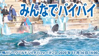 みんなでバイバイ【2020年11月16日14:00　鴨川シーワールド　シャチパフォーマンス】Orca performance, Kamogawa Sea World, Japan