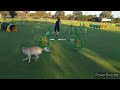 jan egil eide agility seminar with dooley april 2023