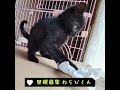 里親募集黒猫わらび君