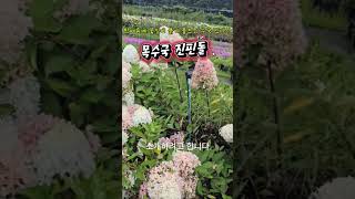 한여름 폭염에도 꽃이 예쁘게 물드는 수국이 있다??? #수국, #수국꽃, #진핀돌