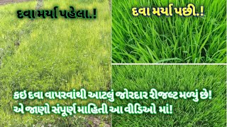 ડાંગર નું ધરુ માં રિઝલ્દ ||8200832075|| jay parivartan india