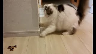 玄関先でママに甘える白モフ猫もちとら