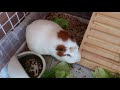 【モルモット】プチ動画 まったり日常 no.225 relaxed daily life【kawaii guineapig】