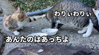 野良猫動画　カリカリをもくもくとおいしそうに食べる野良猫たち