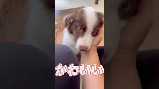 【ボーダーコリーの可愛いだけじゃダメですか？】ボーダーコリーのジョイくん　#shorts #ボーダーコリー　#bordercollie