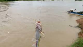 Fishing for Chhlang fish at the Brown Drainage Dam ,ស្ទូចត្រីឆ្លាំងនៅទំនប់បង្ហៀរត្នោតទេ