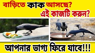 বাড়িতে রোজ কাক আসছে? বাড়িতে ঘন ঘন কাকের দেখা পাওয়া শুভ নাকি অশুভ জানেন কী?‌