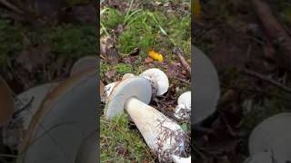 เก็บเห็ดผึ้งหวาน Boletus edulis 🇳🇴Steinsopp 🇸🇪 Karl_Johan   #plockingmushroom #เก็บเห็ดสวีเดน