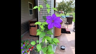 Clematis 'The President' and a trellis for climbing plants from Scroll Trellis #verticalgardenideas