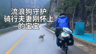 流浪狗几十公里跟随，竟然是为了守护骑行夫妻肚子里的刚怀上的宝宝