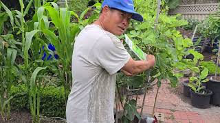 Tour of Vay's Amazing Edible Garden!