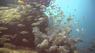 伊豆熱海沖の初島で魚の群れと一緒にダイビング