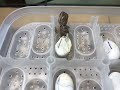 鬆獅蜥破蛋出世：bearded dragon hatch out