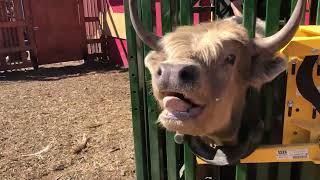 Taking a semen sample from a very unhappy Scottish Highland bull.