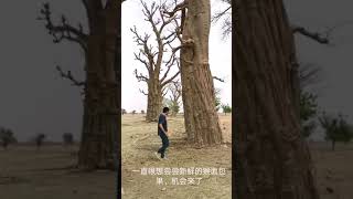 在非洲马里品尝新鲜的猴面包Baobab，Mali