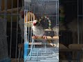 水浴び後の文鳥が超可愛い