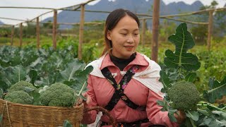 Mother and daughter, Harvest cauliflower, Bring to market to sell