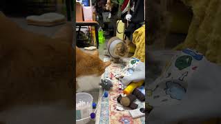 拿玩具抠鼻屎？ 不愧是你黄皮佬 #cat #pets #cute #喵星人 #喵 #貓咪 #寵物 #貓