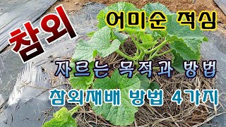 [텃밭농부. 1,087]  참외 어미순 자르는 목적과 방법. 참외 재배방법4가지 #참외재배