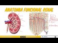 fisiología renal pt. 1 anatomía funcional del riñón funciones nefrona irrigación