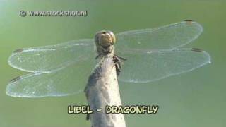 libel - dragonfly