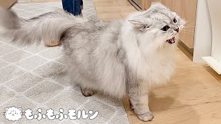 ごはんが楽しみすぎて猫が鳴きまくります 【サイベリアン】