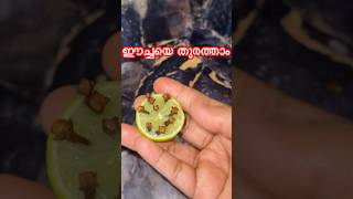 ഈച്ചയെ തുരത്താൻ ഒരു അടാർ Tip🪰🪰#Best fly trap#hometips #flytrap #shortsvideo