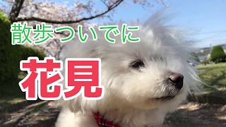 【桜の季節 犬と散歩】犬のプリンと散歩＆花見/いつも行く公園を通り過ぎて桜のきれいな公園へ！令和2年4月4日