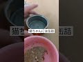 給料日猫様優先 猫 cat shorts