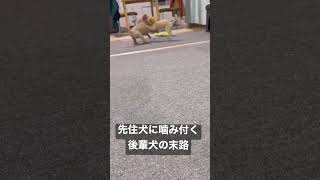 噛み付く後輩犬の末路#ミックス犬#マルプー#ポメプー