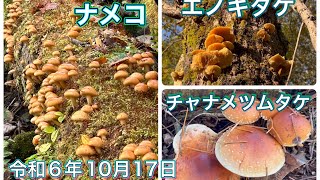 【キノコ狩り】北海道ナメコ、エノキタケ、チャナメツムタケ出てきましたー😍