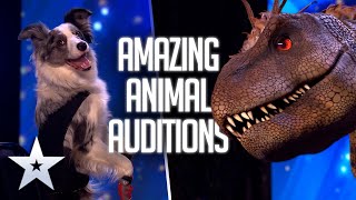 AMAZING ANIMAL Auditions from 2022 | Britain's Got Talent