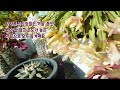 rooftop and veranda plants winter prep cactus caudex plants oxalis kalanchoe