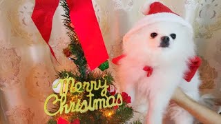 クリスマスツリーの飾り付け♪With愛犬と旦那